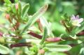 Lythrum hyssopifolia